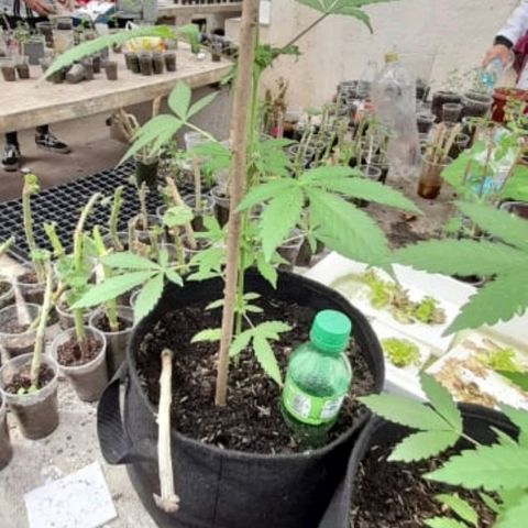 Chalupa variedad CBD  growlog photo: Riego