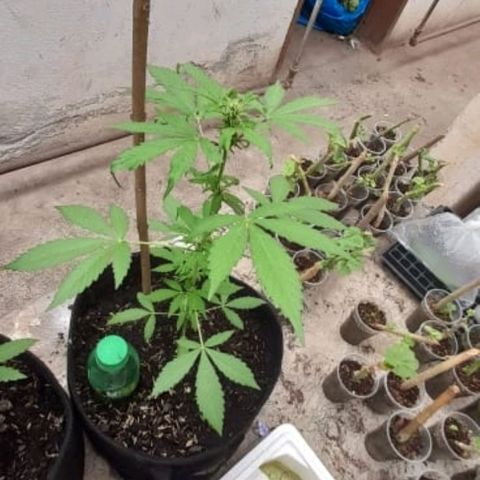 Chalupa variedad CBD  growlog photo: Riego