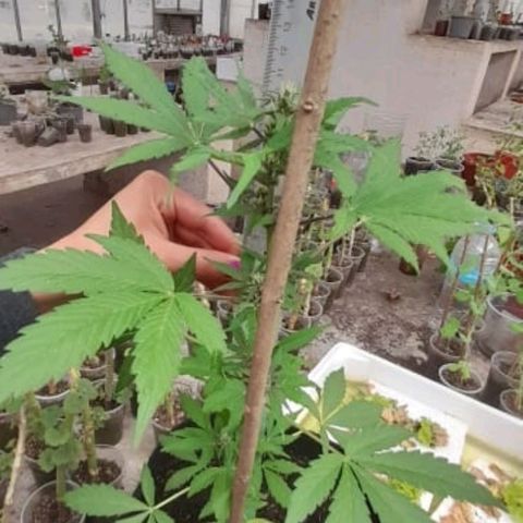 Chalupa variedad CBD  growlog photo: Medición 