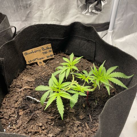 Blueberry Bubba (getoppt) growlog timeline photo