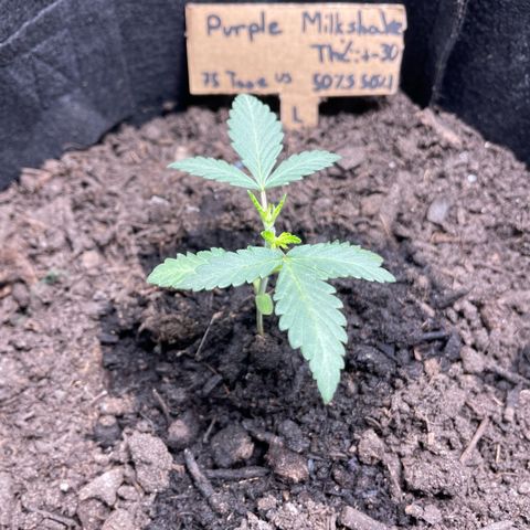 Purple Milkshake  growlog timeline photo