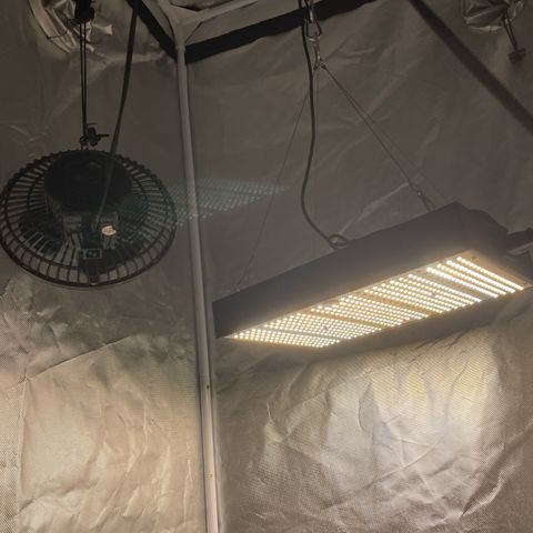 Blueberry Bubba (getoppt) growlog photo: Light: 100% (150w) Vegetation
60cm Abstand 
Venti 1: Stufe 2 65cm hoch
Venti 2: / 

Abluft: An