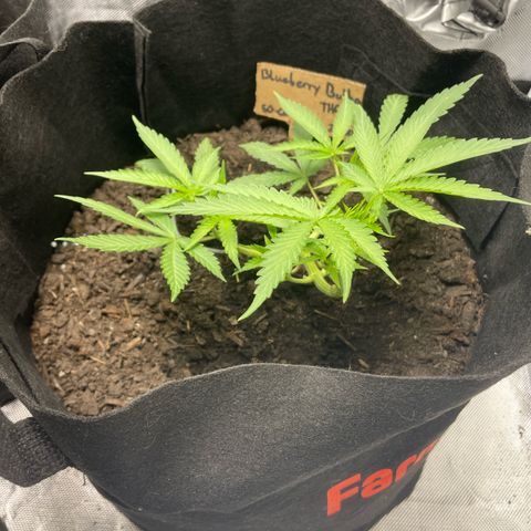 Blueberry Bubba (getoppt) growlog timeline photo