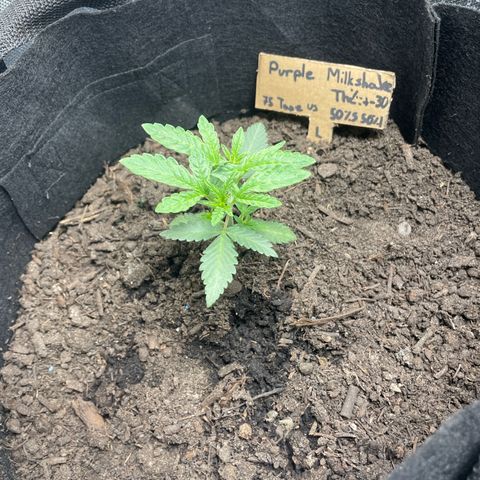Purple Milkshake  growlog timeline photo