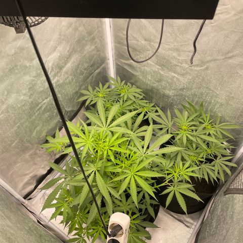 Blueberry Bubba (getoppt) growlog timeline photo