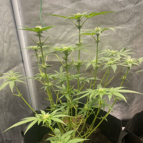 Purple Milkshake  growlog timeline photo