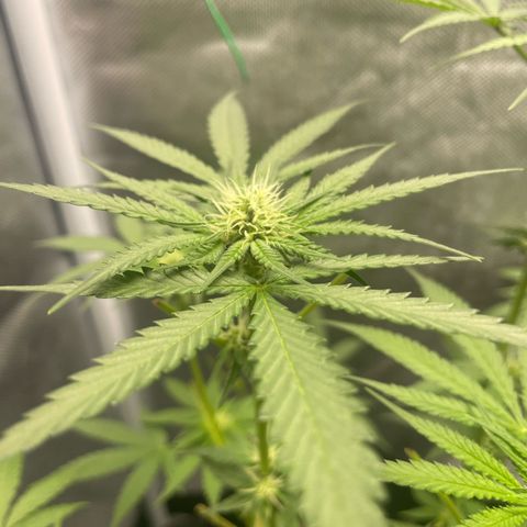 Purple Milkshake  growlog timeline photo