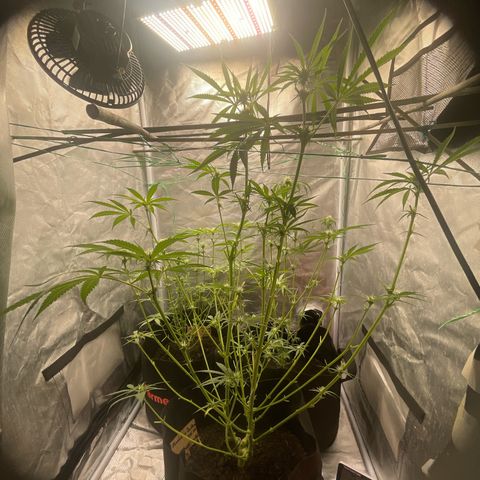 Blueberry Bubba (getoppt) growlog timeline photo