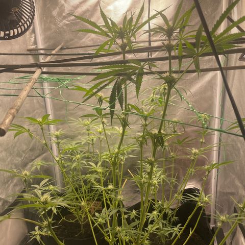 Blueberry Bubba (getoppt) growlog timeline photo