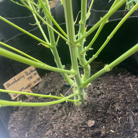 Blueberry Bubba (getoppt) growlog timeline photo