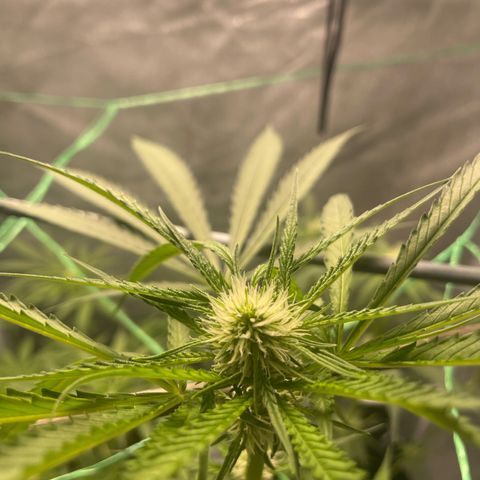 Blueberry Bubba (getoppt) growlog timeline photo