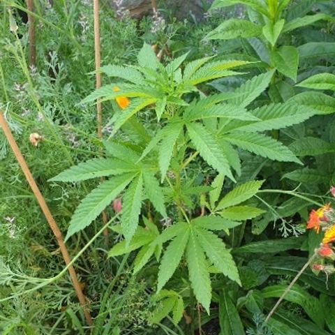 Tryah growlog timeline photo