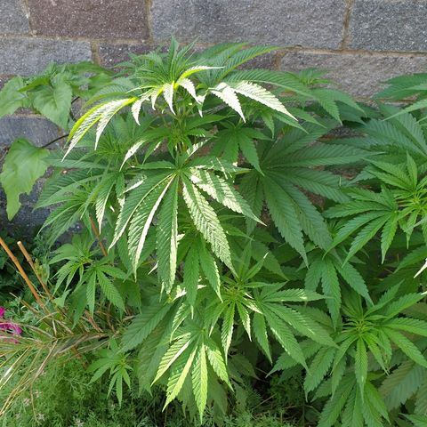 Sienna  growlog timeline photo