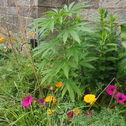 Tryah growlog timeline photo