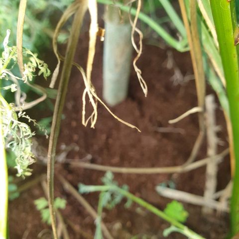 Sienna  growlog photo: Roots were exposed, I think that's why she is not looking so good. Covered with fresh compost