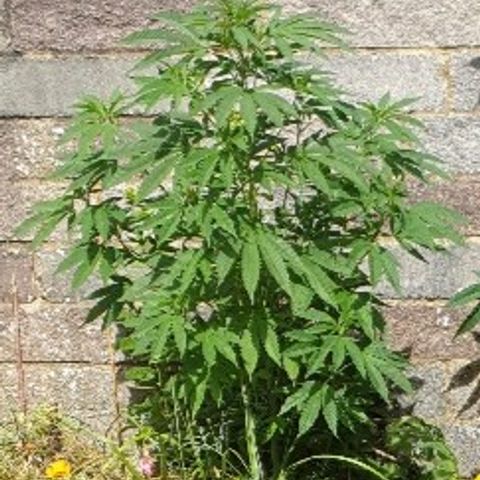 Tryah growlog timeline photo