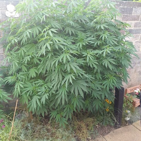 Tryah growlog timeline photo