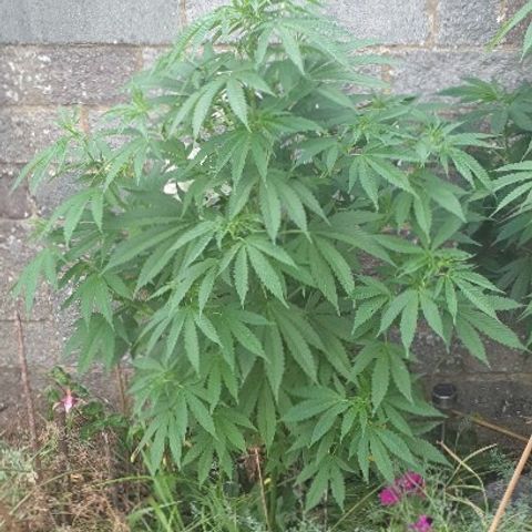 Tryah growlog timeline photo