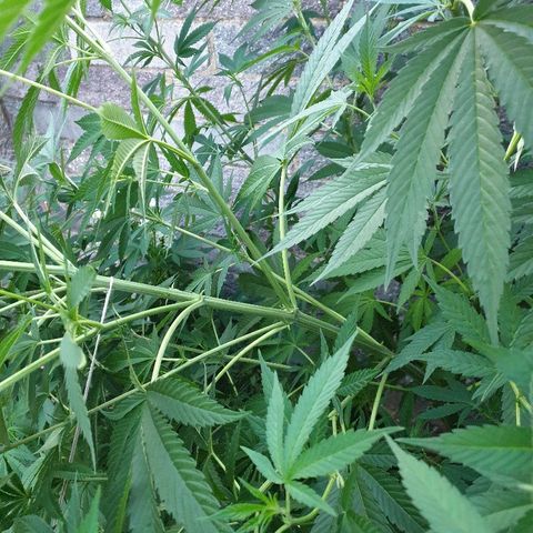 Sienna  growlog photo: LST