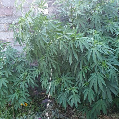 Sienna  growlog photo: LST
