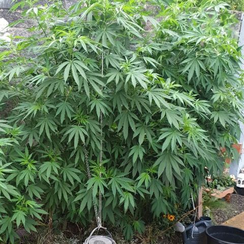 Sienna  growlog photo: LST LOWER REAR BRANCHES PULLED FORWARD 