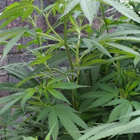 Sienna  growlog photo: LST LOWER REAR BRANCHES PULLED FORWARD 