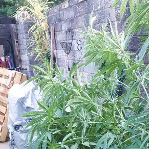 Sienna  growlog photo: Centre stem pulled down 