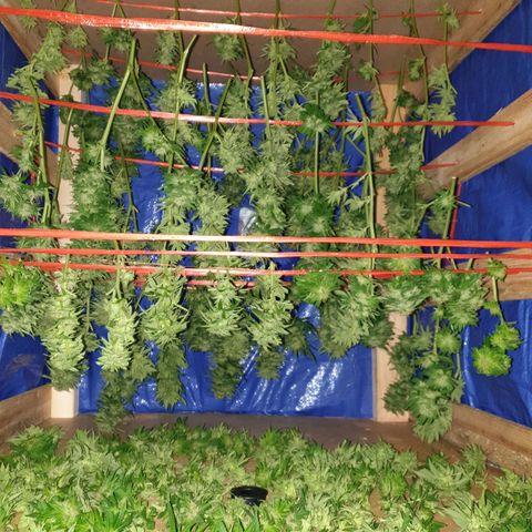 Sienna  growlog photo: Nothing gone to waste