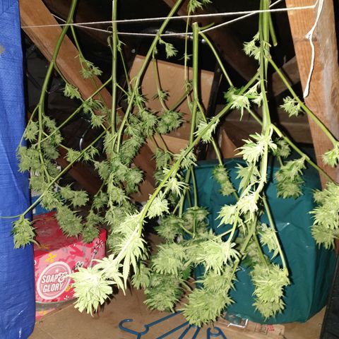 Sienna  growlog photo: Nothing gone to waste