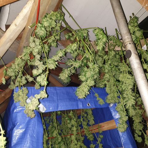 Tryah growlog photo: Happy days