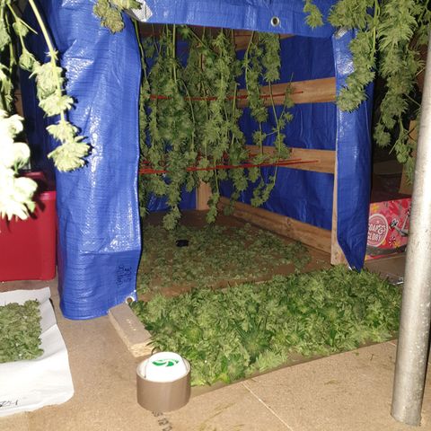 Tryah growlog photo: Happy days