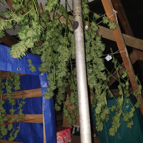 Tryah growlog photo: Happy days