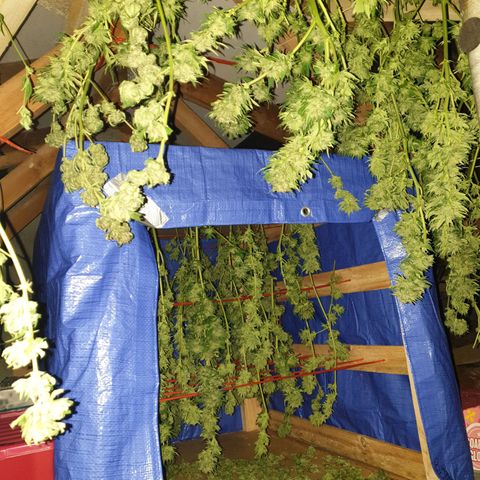 Tryah growlog photo: Happy days