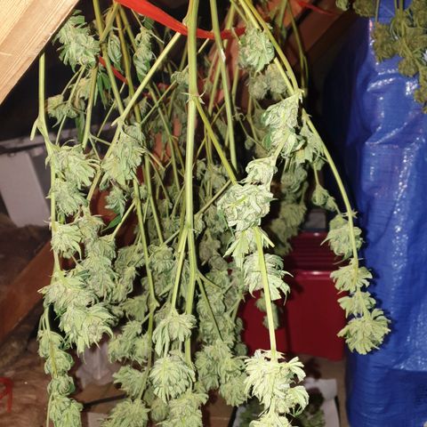 Tryah growlog photo: Happy days