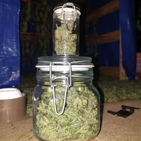 Tryah growlog photo: Tryah in small jar
Sienna in big jar 