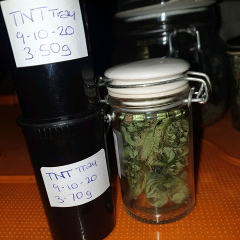 Tryah growlog timeline photo
