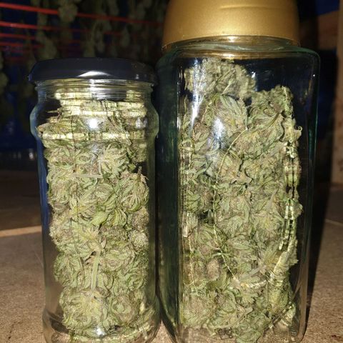 Tryah growlog photo: Head of Plant 
Rest of Plant 