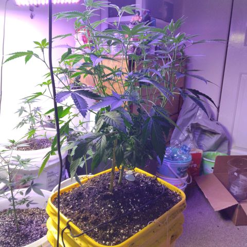 Pineapple Express 2  growlog photo: Amnesia haze 