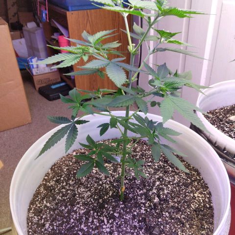 Pineapple Express 2  growlog photo: Pineapple Express 