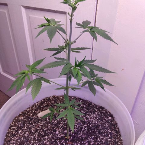 Pineapple Express 2  growlog photo: Pineapple Express 