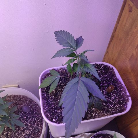 Pineapple Express 2  growlog timeline photo