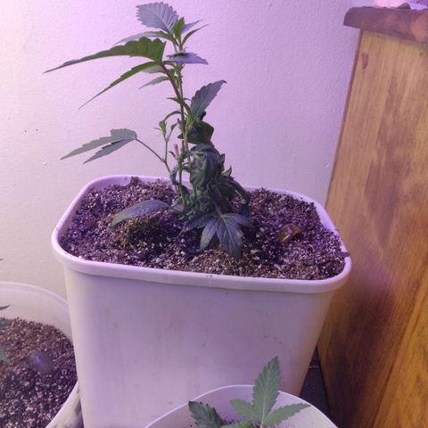 Pineapple Express 2  growlog photo: Crazy little bonsai plant