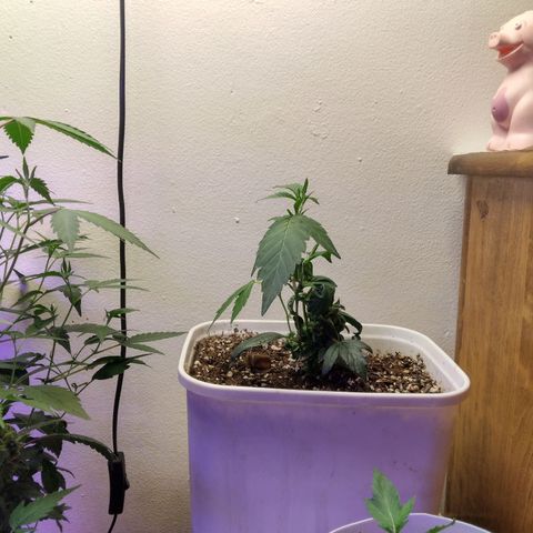 Pineapple Express 2  growlog timeline photo