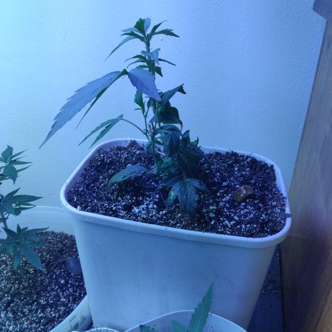 Pineapple Express 2  growlog timeline photo
