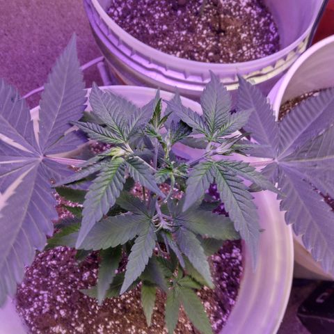 Pineapple Express 2  growlog timeline photo