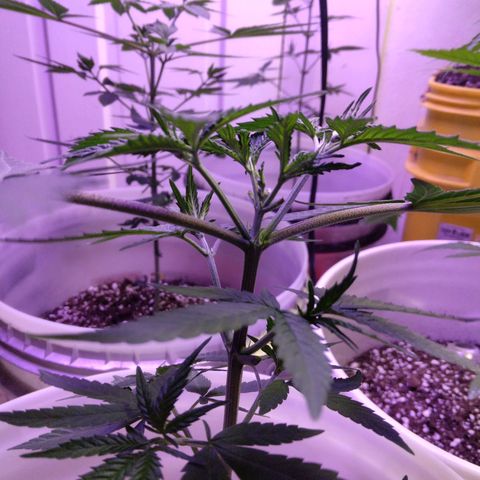 Pineapple Express 2  growlog timeline photo