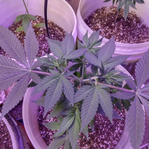 Pineapple Express 2  growlog timeline photo