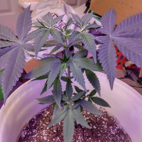 Pineapple Express 2  growlog photo: Pineapple Express 