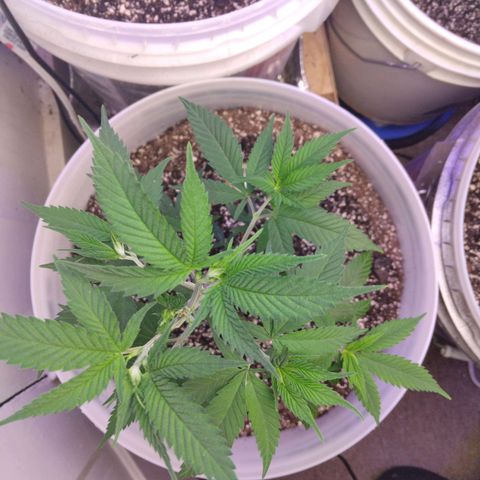 Pineapple Express 2  growlog photo: Pineapple Express just beginning flowering