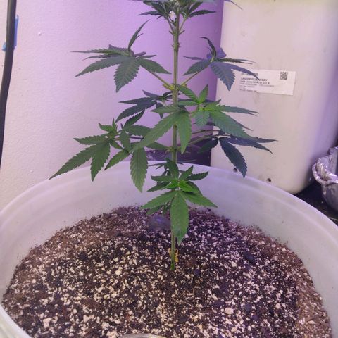 Pineapple Express 2  growlog photo: Pineapple Express just beginning flowering